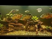 Akvariumas 450l. Su visa iranga ir spintele. - nuotraukos Nr. 15