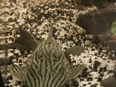Akvariumas 450l. Su visa iranga ir spintele. - nuotraukos Nr. 16