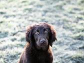 Lygiaplaukiai ir Labradoro retriveriai- Gojus - nuotraukos Nr. 27