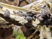 Armadillo officinalis (vėdarėliai, isopods) - nuotraukos Nr. 2