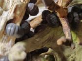 Armadillo officinalis (vėdarėliai, isopods) - nuotraukos Nr. 3