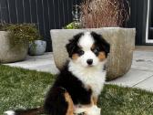 Mini Aussie /Miniatiūrinis amerikos avigan. /Mas - nuotraukos Nr. 13
