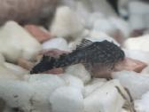 Parduodu arba keičiu šamukus anticitrusus - nuotraukos Nr. 3