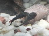Parduodu arba keičiu šamukus anticitrusus - nuotraukos Nr. 4