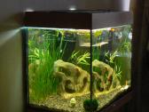 Juwel akvariumai
