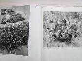 Vintažiniai albumai „žuvintas“ ir „Kuršių nerija“ - nuotraukos Nr. 3