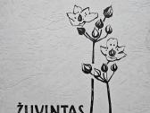 Vintažiniai albumai „žuvintas“ ir „Kuršių nerija“ - nuotraukos Nr. 7