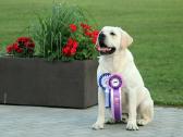 Labradoro retriveris reproduktorius kergimui - nuotraukos Nr. 3
