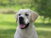 Labradoro retriveris reproduktorius kergimui - nuotraukos Nr. 5