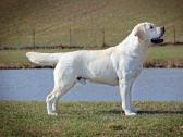 Labradoro retriveris reproduktorius kergimui - nuotraukos Nr. 6