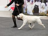 Labradoro retriveris reproduktorius kergimui - nuotraukos Nr. 10