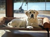 Labradoro retriveris reproduktorius kergimui - nuotraukos Nr. 11