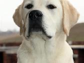 Labradoro retriveris reproduktorius kergimui - nuotraukos Nr. 12