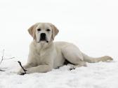 Labradoro retriveris reproduktorius kergimui - nuotraukos Nr. 13