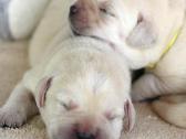 Kilmingi Labradoro retriverių veislės šuniukai - nuotraukos Nr. 6
