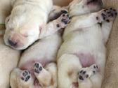 Kilmingi Labradoro retriverių veislės šuniukai - nuotraukos Nr. 21