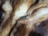 Natūralūs kailiniai iš fretkos (ferret) kailio - nuotraukos Nr. 7