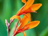 Canna musifolia - nuotraukos Nr. 2