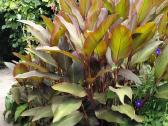Canna musifolia