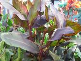 Canna musifolia - nuotraukos Nr. 3