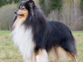 Grynaveisliai ilgaplaukių kolių šuniukai - nuotraukos Nr. 15