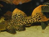 Pleco L014,l018,l024,l081,l097,l134,l240,l273