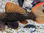 Pleco L014,l018,l024,l081,l097,l134,l240,l273 - nuotraukos Nr. 3