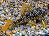 Pleco L014,l018,l024,l081,l097,l134,l240,l273 - nuotraukos Nr. 4