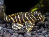 Pleco L014,l018,l024,l081,l097,l134,l240,l273 - nuotraukos Nr. 5