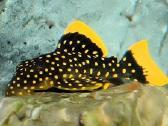 Pleco L014,l018,l024,l081,l097,l134,l240,l273 - nuotraukos Nr. 6