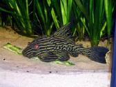 Pleco L014,l018,l024,l081,l097,l134,l240,l273 - nuotraukos Nr. 7