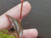 Begonia julau berods type 2 retoka augalas - nuotraukos Nr. 2