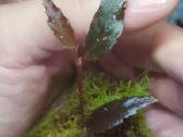 Begonia julau berods type 2 retoka augalas - nuotraukos Nr. 3