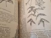 Dendrologija sodininkui - nuotraukos Nr. 3