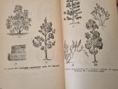 Dendrologija sodininkui - nuotraukos Nr. 6