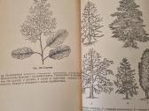 Dendrologija sodininkui - nuotraukos Nr. 7