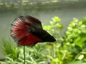 Akvariuminės žuvys, augalai - platus pasirinkimas - nuotraukos Nr. 10