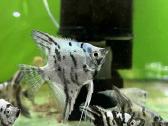 Akvariuminės žuvys, augalai - platus pasirinkimas - nuotraukos Nr. 9