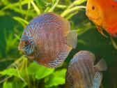 Akvariuminės žuvys, augalai - platus pasirinkimas - nuotraukos Nr. 4