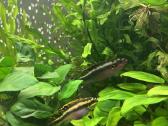 Akvariuminės žuvys, augalai - platus pasirinkimas - nuotraukos Nr. 11