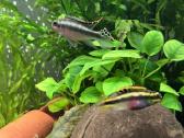 Akvariuminės žuvys, augalai - platus pasirinkimas - nuotraukos Nr. 12