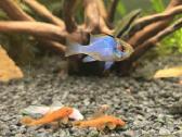 Akvariuminės žuvys, augalai - platus pasirinkimas - nuotraukos Nr. 13