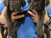 Cane Corso su kilmės dokumentais - nuotraukos Nr. 3