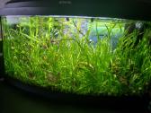 Dovanojami akvariumo augalai - nuotraukos Nr. 2