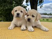 Kilmingi Labradoro Retriverio Šuniukai Iš Veislyno - nuotraukos Nr. 5