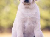 Kilmingi Labradoro Retriverio Šuniukai Iš Veislyno - nuotraukos Nr. 2