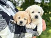 Kilmingi Labradoro Retriverio Šuniukai Iš Veislyno - nuotraukos Nr. 4