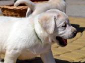 Kilmingi Labradoro Retriverio Šuniukai Iš Veislyno - nuotraukos Nr. 6