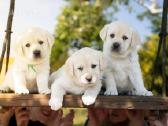 Kilmingi Labradoro Retriverio Šuniukai Iš Veislyno - nuotraukos Nr. 7