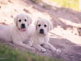 Kilmingi Labradoro Retriverio Šuniukai Iš Veislyno - nuotraukos Nr. 3